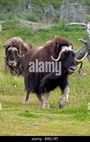 Moschusochsen Ovibos Moschatos-Alaska-2008 Stockfoto