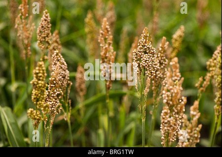 Sorghum bicolor "Rosa Kafir" wächst in The Eden Project in Cornwall, Großbritannien Stockfoto