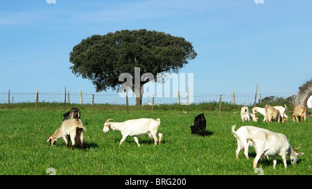 Ziegen im Bauernhof. Stockfoto