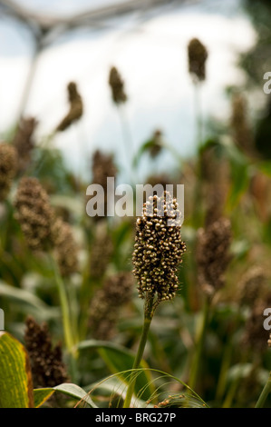 Sorghum bicolor 'Zwerg weiß Durra' wächst in The Eden Project in Cornwall, Großbritannien Stockfoto