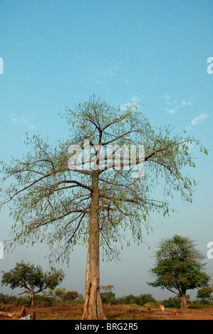 Baum Kapok (Ceiba Pentandra: Bombacaceae) mit Hülsen, Ghana. Stockfoto