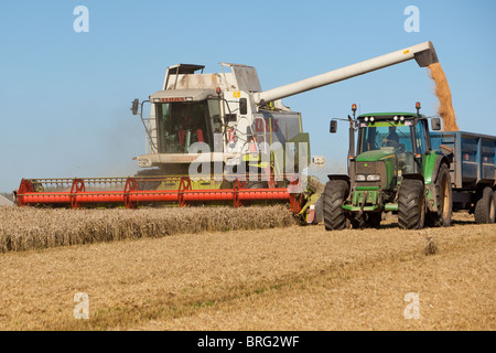 Sommer Ernte des Weizens. Angus, Schottland Stockfoto