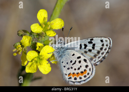 El Segundo Bluel Schmetterling (Euphilotes battoides allyni) in Südkalifornien fotografiert. Stockfoto