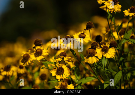 Helenium 'Riverton Beauty' in Blüte Stockfoto