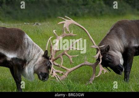 karge Caribou-Rangifer Tarandus-Bodenkampf während der Brunft-Alaska-2008 Stockfoto