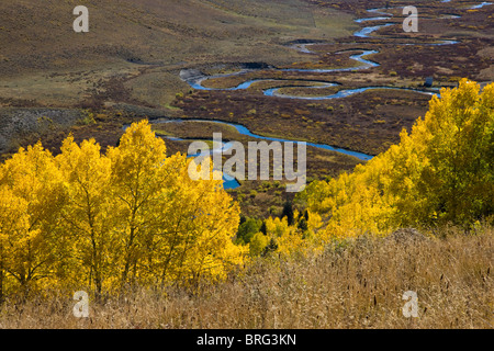 Herbst Blick auf goldene Espe Bäume und dem East River, Elk Mountains, Colorado, USA Stockfoto