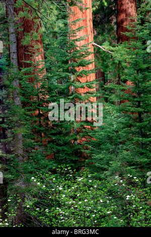 Wald mit gigantischen Sequoia Bäumen mit blühenden Dogeood Baum... Kings Canyon Nationalpark, Kalifornien Stockfoto