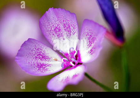 Wildblumen Utheriels Speer. Sequoia Nationalpark, Kalifornien Stockfoto