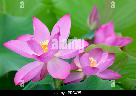 Nahaufnahme der Lotusblüte. Hughes Wassergärten, Oregon Stockfoto