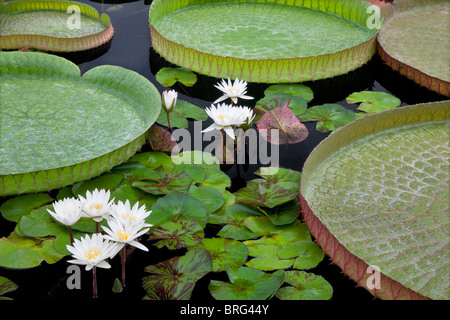 Weiße tropische Seerosen und großen Amazon Lily Blätter. Hughes Wassergärten, Oregon Stockfoto