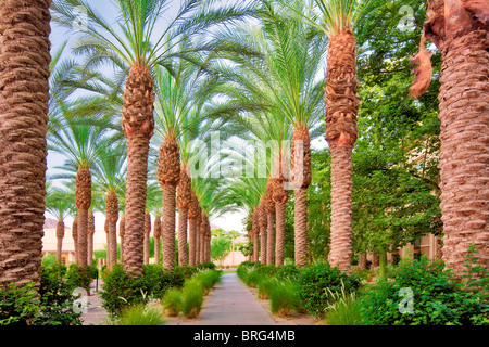 Palm, von Bäumen gesäumten Weg. Hyatt. Indian Wells, Kalifornien Stockfoto