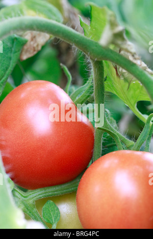 Tomaten, Lycopersicon Esculentum, Gärtner Freude, in einem Gewächshaus wachsen Stockfoto