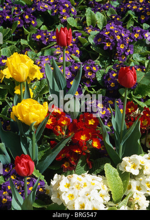 Nahaufnahme von gelben Tulpen mit Creme, rot und dunkel blaue Primula polyanthus Stockfoto