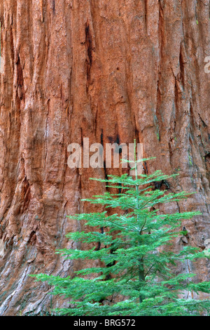 Kleine Tanne und Mammutbaum in Mariposa Grove. Yosemite Nationalpark, Kalifornien Stockfoto