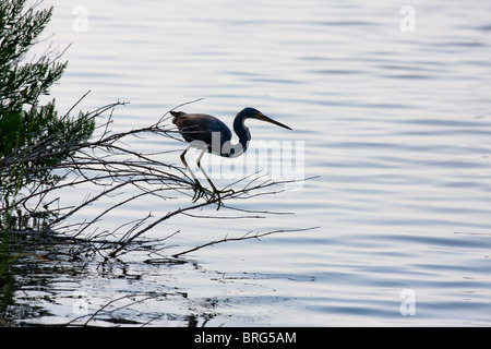 Dreifarbigen Reiher, Egretta Tricolor (früher bekannt als Louisiana Heron) Jagd nach Fischen in einem Bayou im Louisiana. Stockfoto