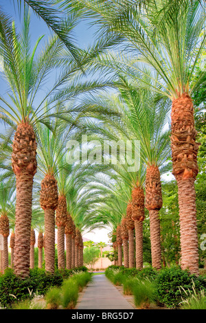 Palm, von Bäumen gesäumten Weg. Hyatt. Indian Wells, Kalifornien Stockfoto