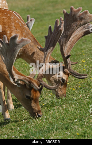 Damhirsch (Cervus Dama) - Böcke mit Geweih aus samt Stockfoto