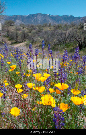 Mexican Gold Poppy (Eschscholtztia Mexicana) und Lupine (Lupinus SP.) blühen im April in der Nähe von Tucson, Pima County, Arizona, Unite Stockfoto