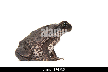 Cane Toad in einem Studio fotografiert Stockfoto