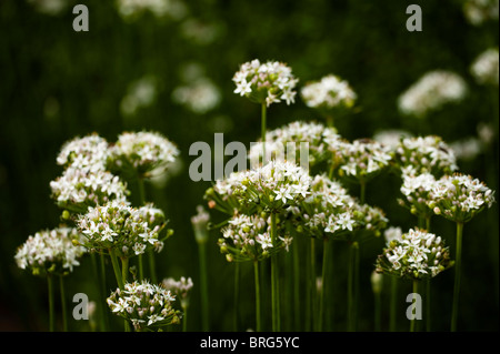 Knoblauch-Schnittlauch, Allium Tuberosum, in Blüte Stockfoto
