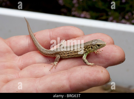 Juvenile Zauneidechse Stockfoto