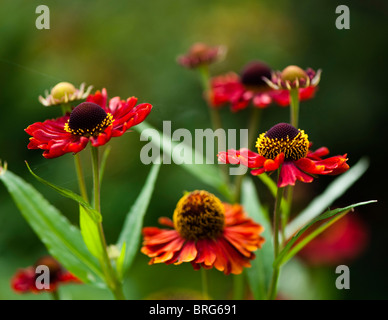 Helenium Autumnale rote Hybriden in Blüte Stockfoto