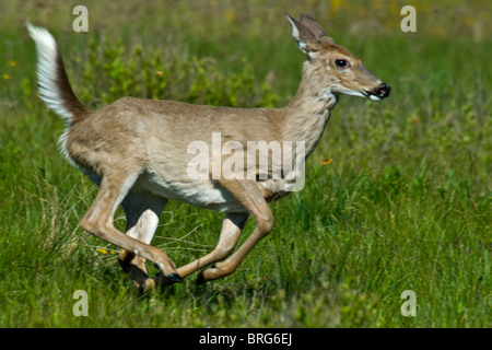 Whitetail Deer Odocoileus Virginianus-Shenandoah Nationalpark-Virginia-Frühling-2008 Stockfoto