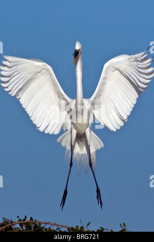 große Silberreiher-Casmerodius Albus-Florida-2008 Stockfoto