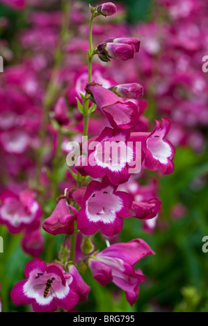 Penstemon GEORGE HOME Blumen Stockfoto