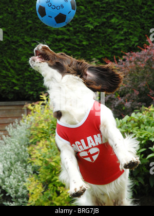 Meg stellt ein English Springer Spaniel ihr sprang für einen guten Zweck in einem Fußball-Spiel Stockfoto