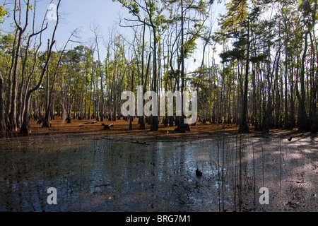 Bäume der majestätischen Sumpfzypresse (Taxodium Distichum) ergeben sich aus Sumpf Moore im Sam Houston Jones State Park, Lake Charles, Louisiana. Stockfoto