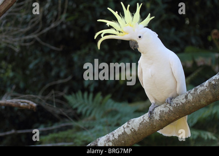 Schwefel-crested Cockatoo mit Wappen angehoben Stockfoto