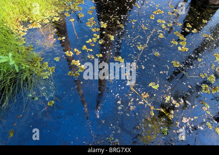 Reflexionen kahle Zypresse Bäume, Gras und Blätter in stehenden Gewässern von Feuchtgebieten in Sam Houston Jones State Park, Louisiana. Stockfoto