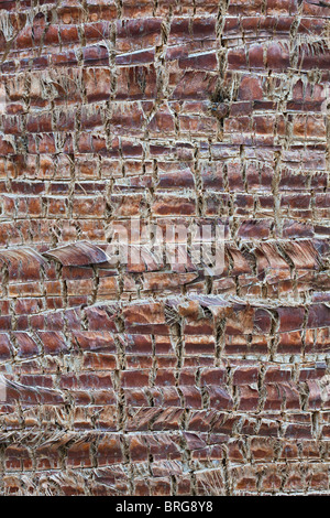 Nahaufnahme von Palm Baumrinde. Palm Desert, Kalifornien Stockfoto