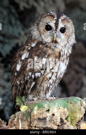 Captive Waldkauz Strix Aluco bei "Animal Magic" Event, Martin bloße WWT, Lancashire UK Stockfoto