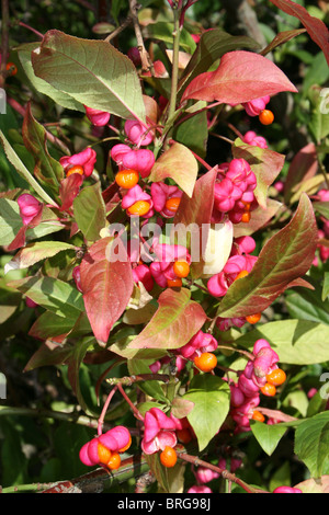 Spindel Baum Früchte Euonymus Europaeus Taken an Martin bloße WWT, Lancashire, UK Stockfoto