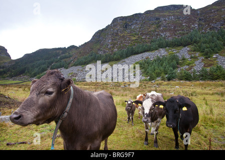 Tiere der Art 'Vestlandsk Fjordfe' auf der Insel Runde an der atlantischen Westküste Norwegens, Skandinavien. Stockfoto