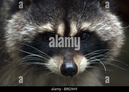 Waschbär-2007 Stockfoto