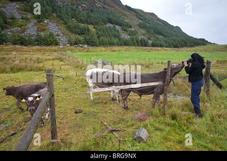 Ein Fotograf fotografiert Tiere der Art 'Vestlandsk Fjordfe' auf der Insel Runde an der Westküste Norwegens, Skandinavien. Stockfoto