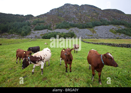 Rinder der Art 'Vestlandsk Fjordfe' auf der Insel Runde an der atlantischen Westküste Norwegens, Skandinavien. Stockfoto