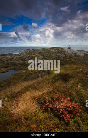 Heidekraut und Farben des Herbstes auf der Insel Runde auf der atlantischen Westküste von Norwegen. Stockfoto