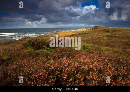 Heidekraut und Farben des Herbstes auf der Insel Runde auf der atlantischen Westküste von Norwegen. Stockfoto