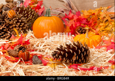 Eine Herbst Urlaubsthema mit Kürbis, Mais, Tannenzapfen und Herbst lässt auf eine Heu Basis mit Fokus auf den Tannenzapfen. Stockfoto