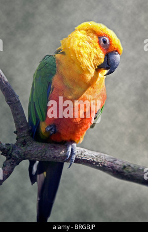 Jandaya Sittich / Jenday Conure (Aratinga Jandaya) Stockfoto