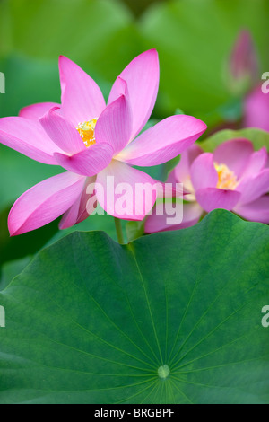 Nahaufnahme der Lotusblüte. Hughes Wassergärten, Oregon Stockfoto