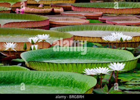 Weiße tropische Seerosen und großen Amazon Lily Blätter. Hughes Wassergärten, Oregon Stockfoto