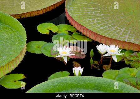 Weiße tropische Seerosen und großen Amazon Lily Blätter. Hughes Wassergärten, Oregon Stockfoto