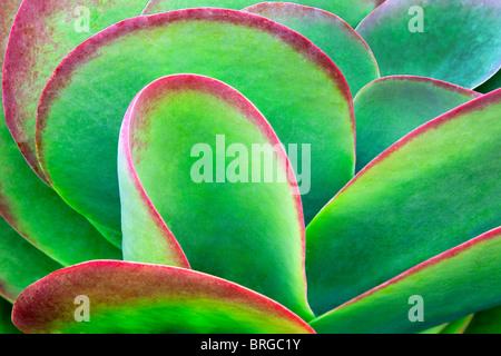 Rote Spitze Blätter der Kalanchoe Thyrsiflora Grassulaceae. California Stockfoto