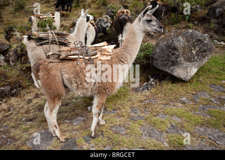 El Choro Trek: Lamas mit Brennholz Stockfoto