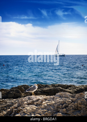 Segelboot und Möwe auf hoher See, üblichen Szene an der Adria. Stockfoto